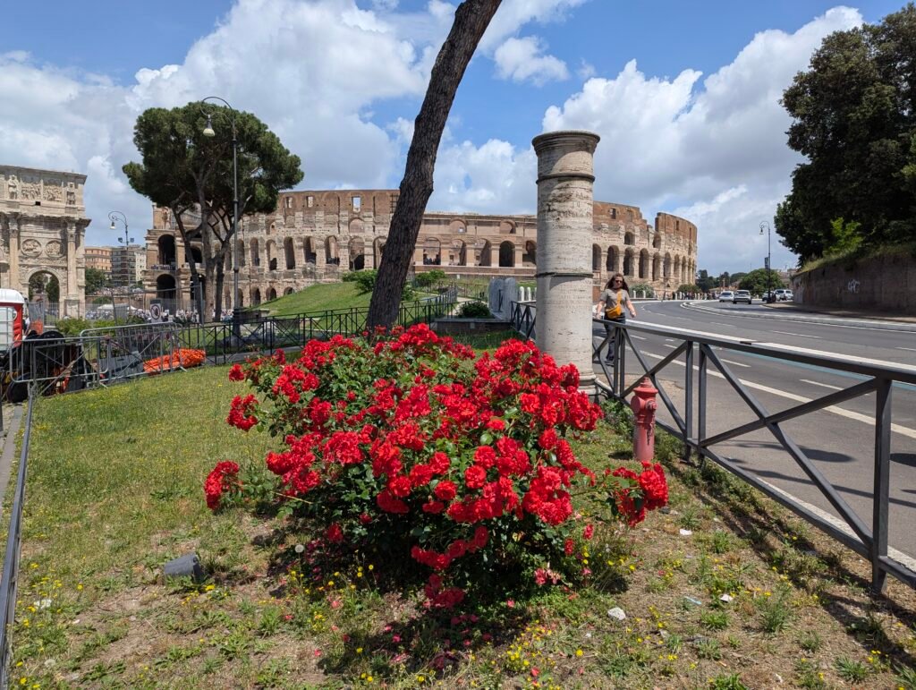 Red roses in bloom with the Colosseum and Arch of Constantine in the background, Rome